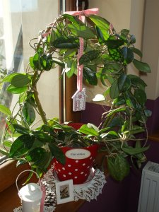 A pöttyös kaspó (még karácsonyi díszben)