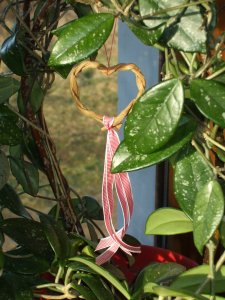 Ő a pöttyös kaspóm dísze lett.